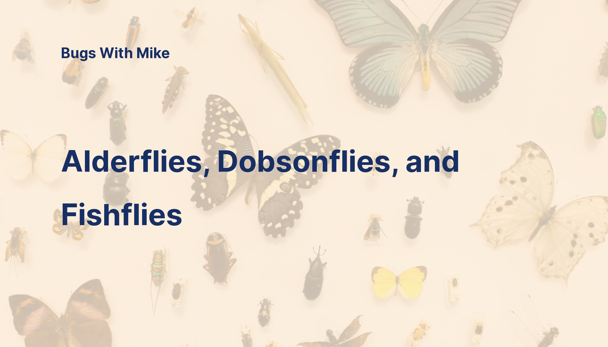 Alderflies, Dobsonflies, and Fishflies