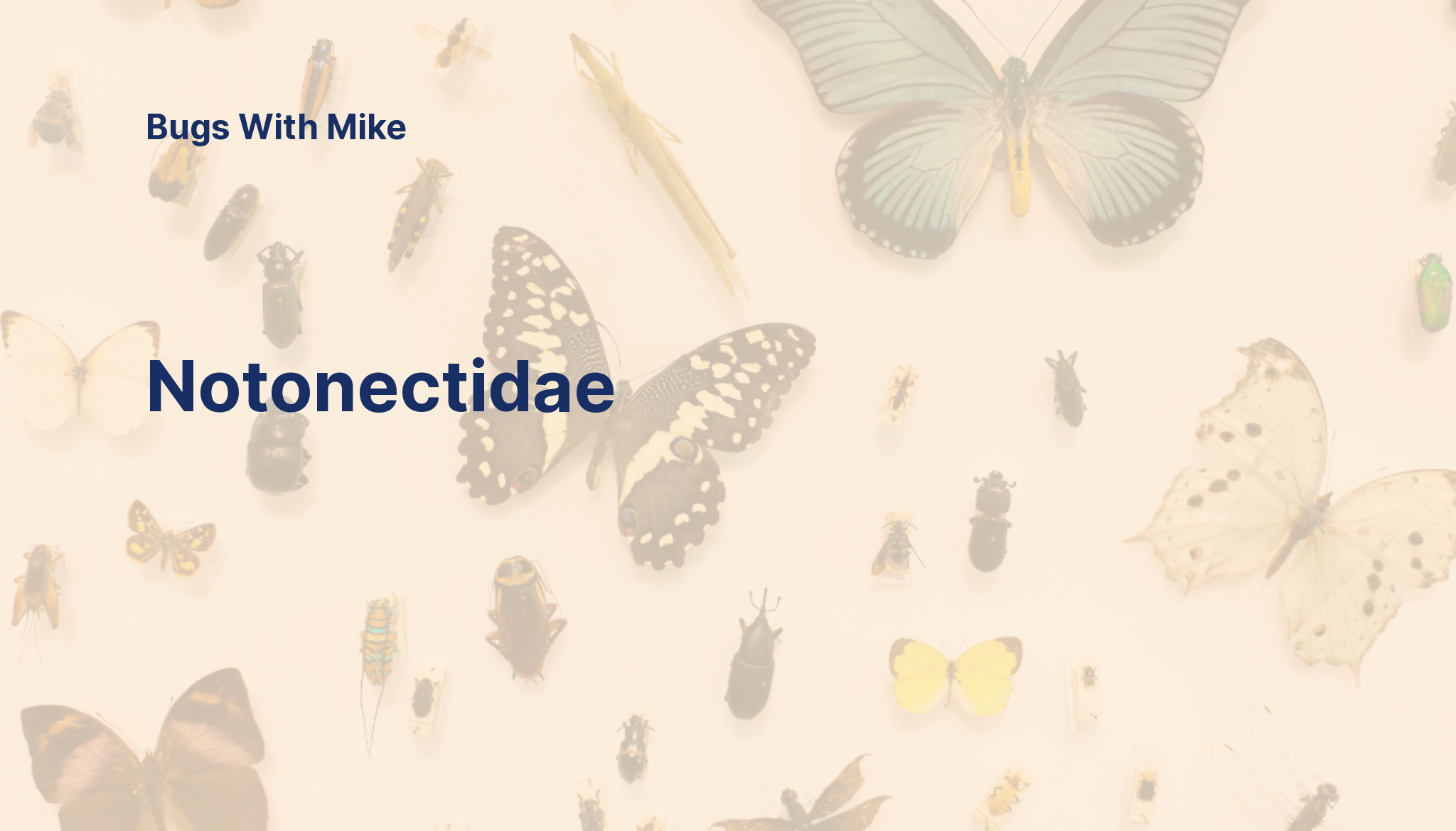 Notonectidae