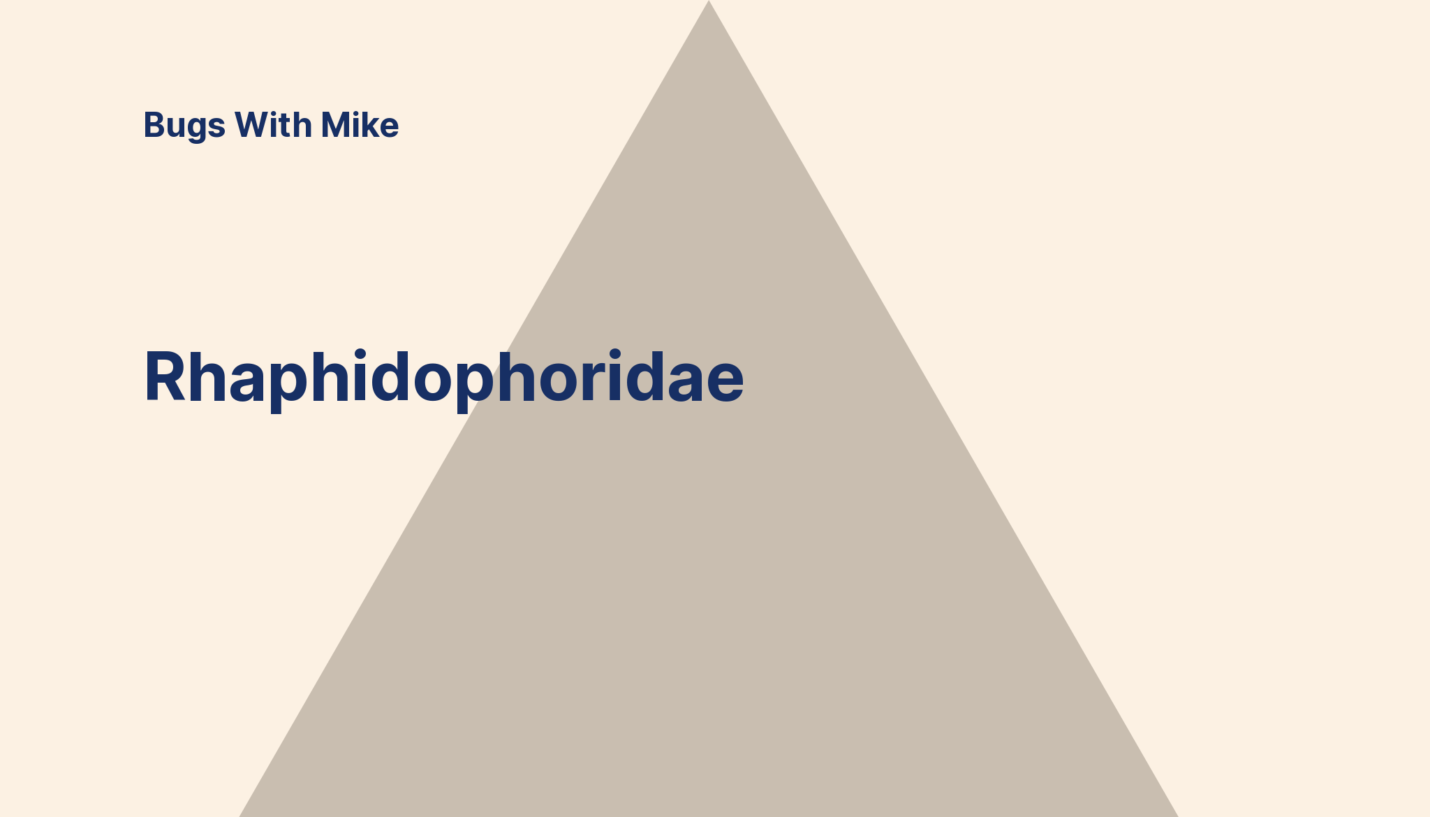 Rhaphidophoridae, image size:2048x1170