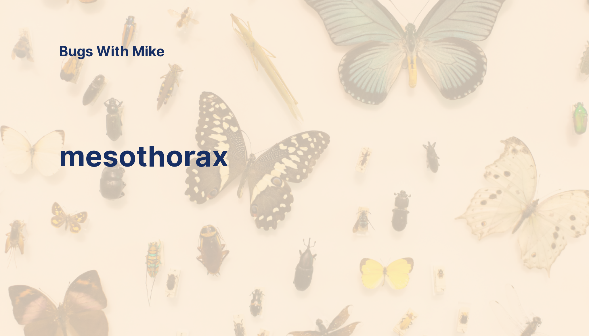 mesothorax